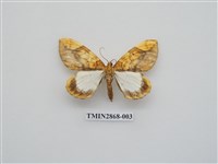 藏品(尺蛾593)的圖片